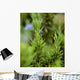 Closeup Mature Organic Rosemary Wall Decal