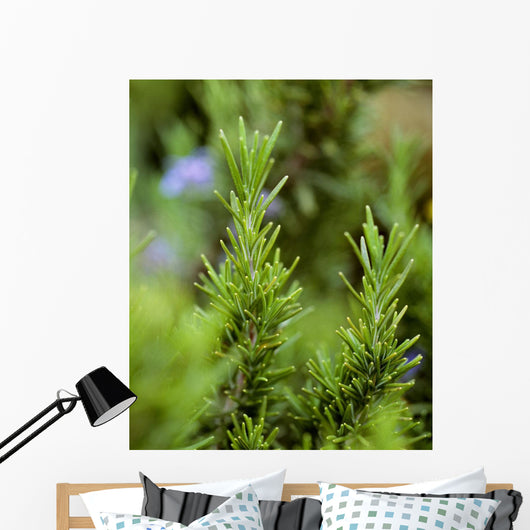 Closeup Mature Organic Rosemary Wall Decal
