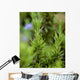 Closeup Mature Organic Rosemary Wall Decal