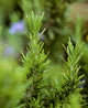Closeup Mature Organic Rosemary Wall Decal