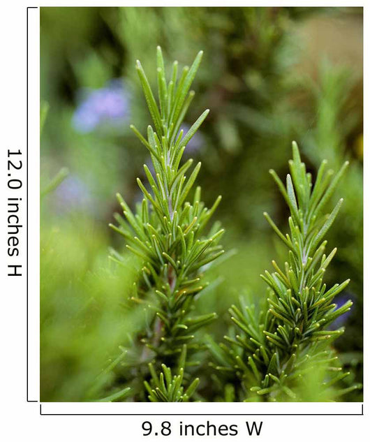 Closeup Mature Organic Rosemary Wall Decal