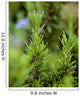 Closeup Mature Organic Rosemary Wall Decal