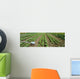 Agriculture - Field of organic vegetable plants Wall Mural
