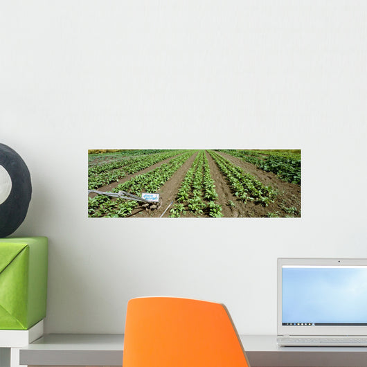 Agriculture - Field of organic vegetable plants Wall Mural