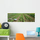 Agriculture - Field of organic vegetable plants Wall Mural
