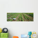 Agriculture - Field of organic vegetable plants Wall Mural