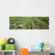 Agriculture - Field of organic vegetable plants Wall Mural