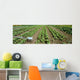 Agriculture - Field of organic vegetable plants Wall Mural