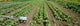 Agriculture - Field of organic vegetable plants Wall Mural