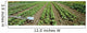 Agriculture - Field of organic vegetable plants Wall Mural