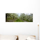 Agriculture - Pear orchard Wall Mural
