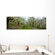 Agriculture - Pear orchard Wall Mural