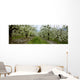 Agriculture - Pear orchard Wall Mural