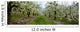 Agriculture - Pear orchard Wall Mural