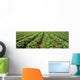 Agriculture - Early season strawberry field / Nooksack Valley Wall Mural
