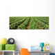 Agriculture - Early season strawberry field / Nooksack Valley Wall Mural