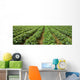 Agriculture - Early season strawberry field / Nooksack Valley Wall Mural