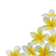 Plumeria Wall Decal
