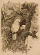 Antique Engraved Bird Print Wall Mural