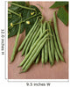 Agriculture - Green beans on stone Wall Mural