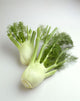 Agriculture - Fennel, on white Wall Mural