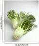Agriculture - Fennel, on white Wall Mural