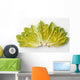 Agriculture - Romaine lettuce hearts fanned out on a white surface Wall Mural