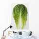 Agriculture - Closeup of a Romaine lettuce leaf on a white surface Wall Mural