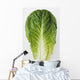 Agriculture - Closeup of a Romaine lettuce leaf on a white surface Wall Mural