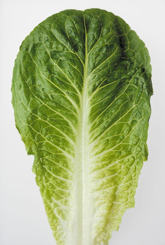 Agriculture - Closeup of a Romaine lettuce leaf on a white surface Wall Mural