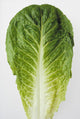 Agriculture - Closeup of a Romaine lettuce leaf on a white surface Wall Mural
