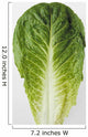Agriculture - Closeup of a Romaine lettuce leaf on a white surface Wall Mural