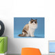stare of sitting ragdoll Wall Mural