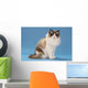 stare of sitting ragdoll Wall Mural