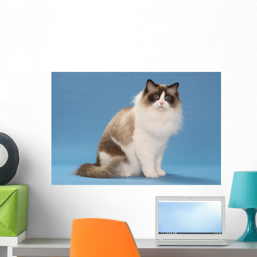 stare of sitting ragdoll Wall Mural