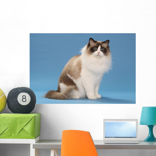 stare of sitting ragdoll Wall Mural