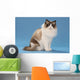 stare of sitting ragdoll Wall Mural