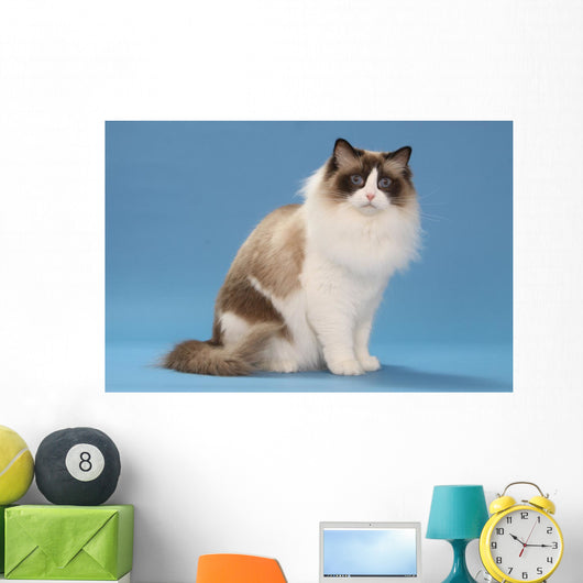 stare of sitting ragdoll Wall Mural