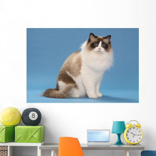 stare of sitting ragdoll Wall Mural