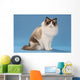 stare of sitting ragdoll Wall Mural