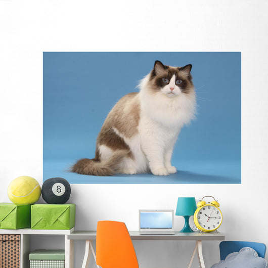 stare of sitting ragdoll Wall Mural