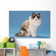 stare of sitting ragdoll Wall Mural