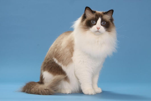 stare of sitting ragdoll Wall Mural