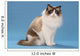stare of sitting ragdoll Wall Mural