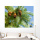 Pine Cone and Branch Wall Mural