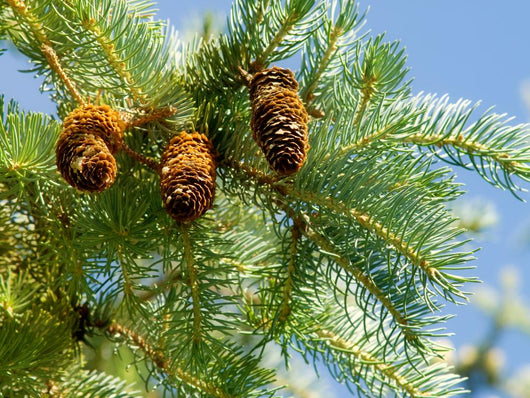Pine Cone and Branch Wall Mural