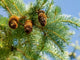 Pine Cone and Branch Wall Mural