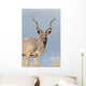 Male Kudu Antelope Wall Mural