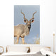 Male Kudu Antelope Wall Mural