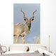 Male Kudu Antelope Wall Mural